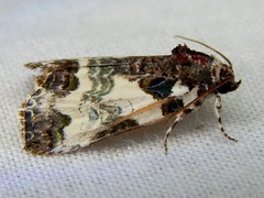 Cerma cerintha