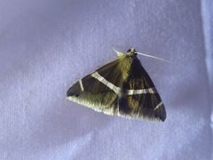 Poaphilini