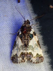 Cerma cerintha