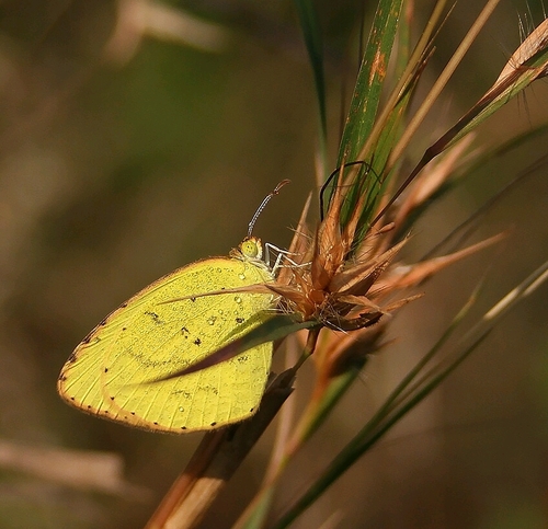 Broad-bordered Grass Yellow