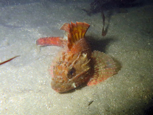 Southern Red Scorpionfish