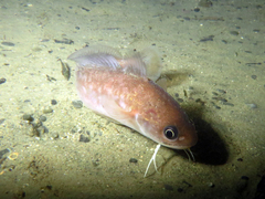 Pseudophycis breviuscula