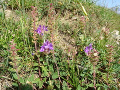 Scutellaria alpina