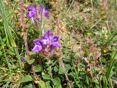 Scutellaria alpina