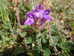 Scutellaria alpina