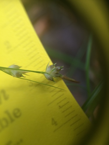 Image of Carex novae by no rights reserved