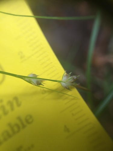 Image of New England Sedge (Carex novae) by no rights reserved