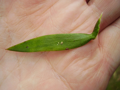 Nipaecoccus aurilanatus