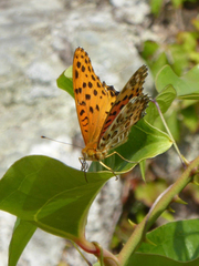 Argynnis hyperbius
