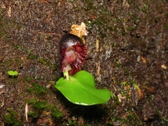 Corybas grumulus