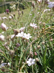 Gypsophila
