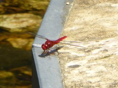 Crocothemis servilia mariannae