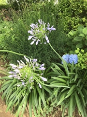 Agapanthus