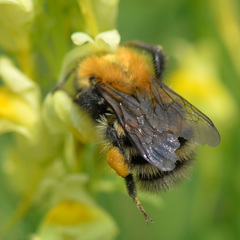 Bombus schrencki