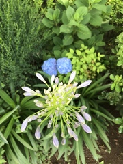 Agapanthus