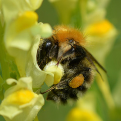 Bombus schrencki