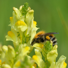 Bombus schrencki