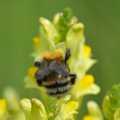 Bombus schrencki