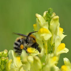 Bombus schrencki