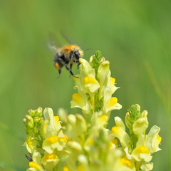 Bombus schrencki