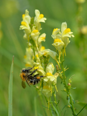 Bombus schrencki