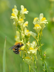 Bombus schrencki