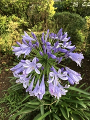 Agapanthus