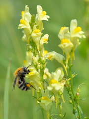 Bombus schrencki