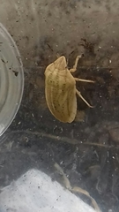 Eurygaster austriaca