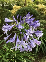 Agapanthus