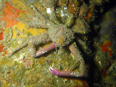 Leptomithrax australis