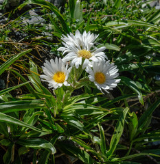 Dolichoglottis scorzoneroides