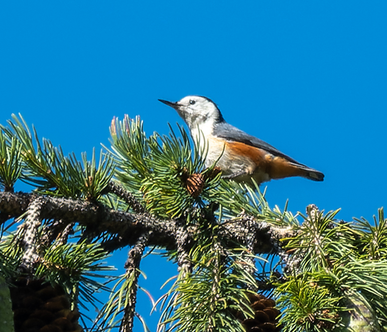 White-cheeked Nuthatch