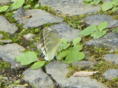 Pieris melete