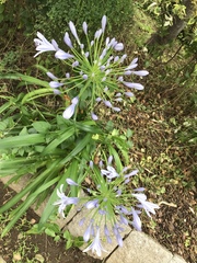 Agapanthus