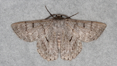 Crypsiphona tasmanica