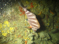 Chirodactylus spectabilis