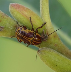 Cryptocephalus castaneus