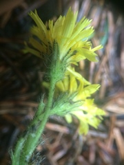 Pilosella flagellaris