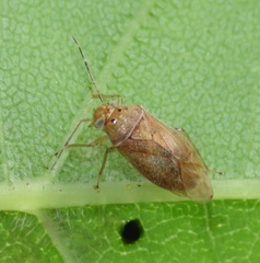 Tropidosteptes pacificus