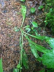 Pilosella flagellaris