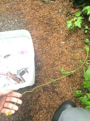 Pilosella flagellaris