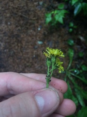 Pilosella flagellaris