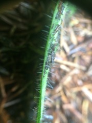 Pilosella flagellaris