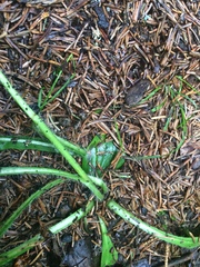 Pilosella flagellaris