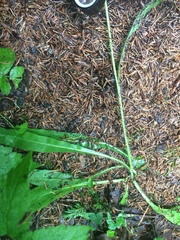 Pilosella flagellaris