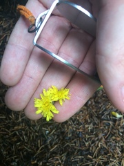 Pilosella flagellaris