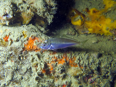 Trachurus