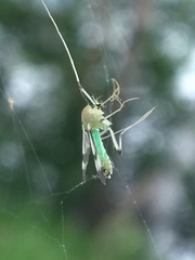 Stenochironomus hilaris
