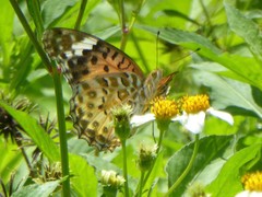 Argynnis hyperbius